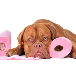 How To House Train Your Dog Effectively